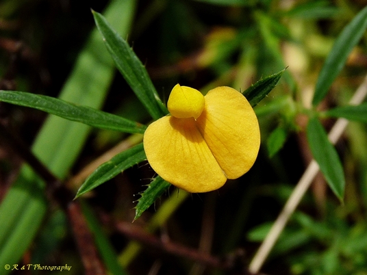 {Stylosanthes biflora}